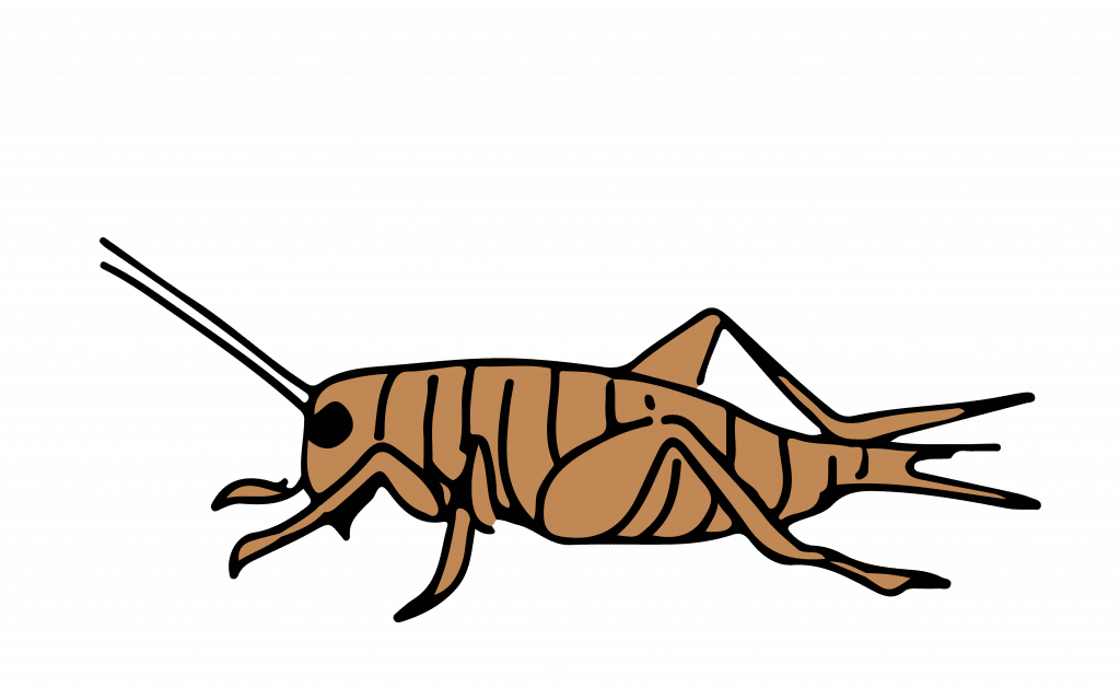 Cricket and Cashew Protein Truffles