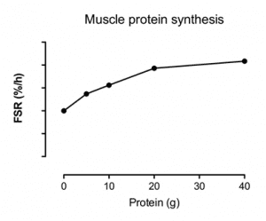 What impact does the amount of protein you consume have on Muscle Protein Synthesis?