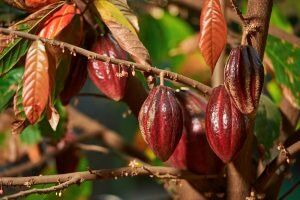 Top 5 Proven Health Benefits of Dark Chocolate 