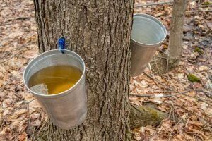 Maple Syrup