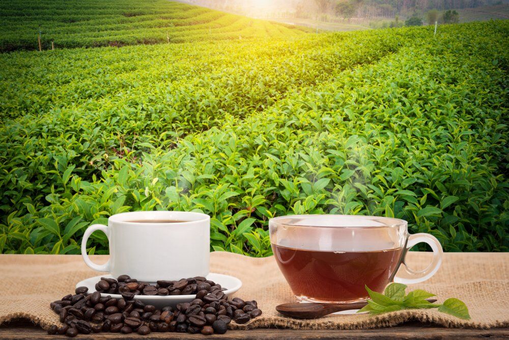 L-théanine et caféine; Comment ces deux nootropiques sont une équipe de rêve pour votre cerveau